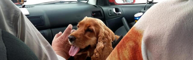 Србија добија једноставнија правила за путовање са кућним љубимцима у ЕУ