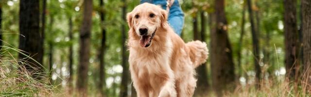 Koliko šetnje je potrebno vašem psu svakog dana? Odgovor zavisi od nekoliko ključnih faktora