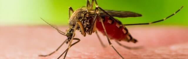 ODZVONILO JE KOMARCIMA U BEOGRADU! Danas se nastavlja akcija suzbijanja, OVI delovi grada na redu!