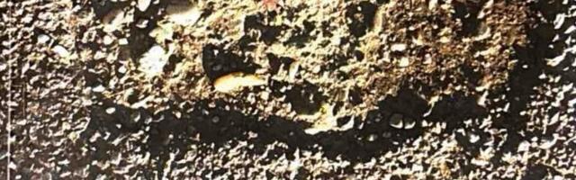 Delo koje vodi ka različitim poetskim jezicima na različitim nivoima: Predstavljanje pesničke knjige „Brzo drvo” Luisa Brava u SKC-u Kragujevac