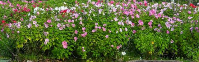 Ovo tropsko cveće uspeva kod nas i najlepši je ukras svake bašte: Pravi je raj za oči kad se rascveta