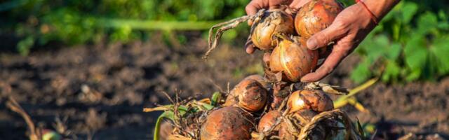 Tajna ogromnog luka krije se u jednom triku - kineski baštovani ga koriste godinama