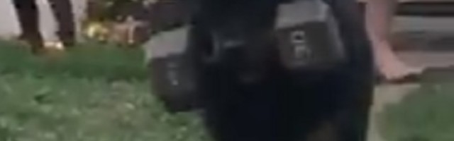 Ovaj pas nosi teg od 13 kilograma gde god da krene! (VIDEO)