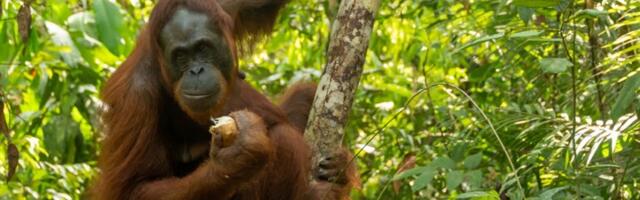 Majmun iz ZOO VRTA hit na internetu (VIDEO)