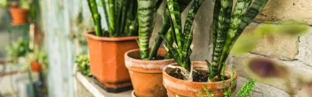 Ako stavite ovu biljku na posebno mesto u kući, oslobodićete se dugova