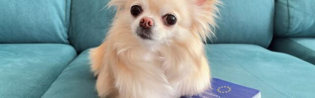 Bez dodatnih analiza i papirologije: Srbija ispunila uslove EU za lakše putovanje sa kućnim ljubikmcima