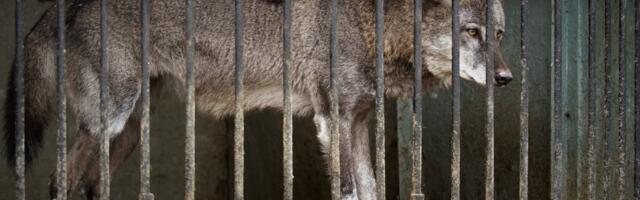 Dete povređeno nakon prilaska vukovima u zoo-vrtu: Provuklo ruku kroz ogradu