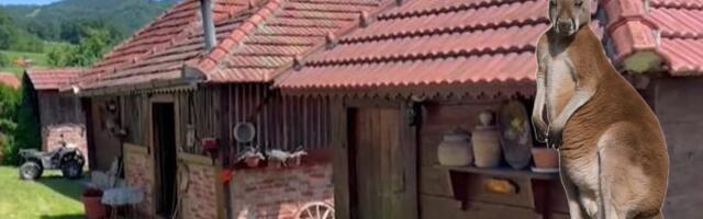 Pažnja! Kenguri skaču po Dragačevu!
