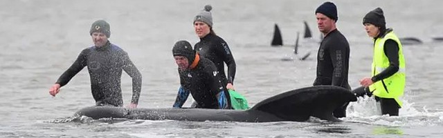 Uginulo najmanje 90 od ukupno 270 nasukanih kitova