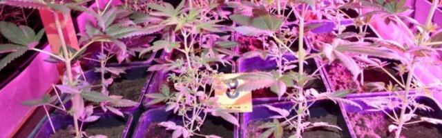 U Surčinu imao laboratoriju droge i veću količinu municije: Evo kako se Nikola branio pred sudom