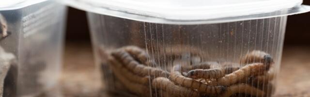 Revolucionarno otkriće u Srbiji - crvi koji jedu plastiku