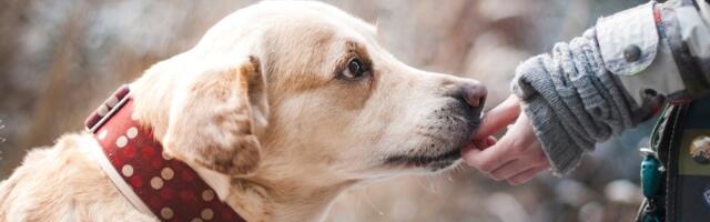 Koliko krvnih grupa imaju životinje? Odgovor će vas iznenaditi!