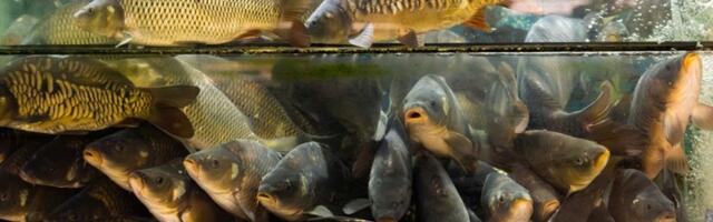 UVOZIMO PASTRMKE I ŠARANE: Soma valjda imamo?