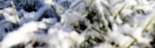 Снег обрадовао ратаре – штити жито