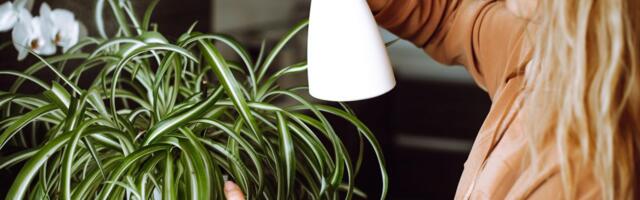 Ako preskočite ovo u martu, vaš zeleni ljiljan će izgubiti boju i snagu: 3 stvari koje morate da uradite