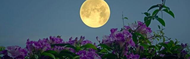 Stiže cvetni pun Mesec u Škorpiji: 1. maj je ključan - 4 znaka menjaju svoj život