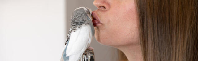 Uneće boje i harmoniju u vaš dom! Mali vodič za početnike: Kako da najbolje odaberete pticu za vas