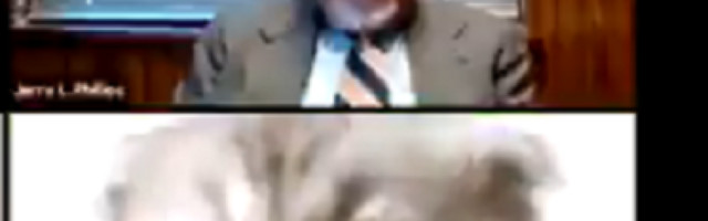 Advokat koji se na sastanak pojavljuje sa filterom mačke i to tužne! (VIDEO)