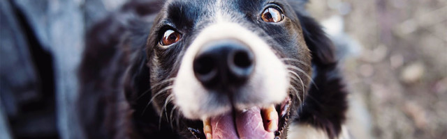 Vakcine za kućne ljubimce stižu?