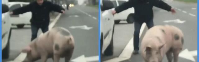 NEREALNO Svinja "prošetala" Karaburmom (VIDEO)