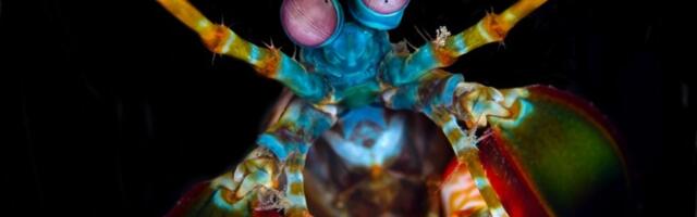 RAKOVI Njihov udarac može da bude smrtonosan