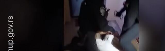 Uhapšeno osam osoba Balkanskog kartela, hapšenja i u Nišu