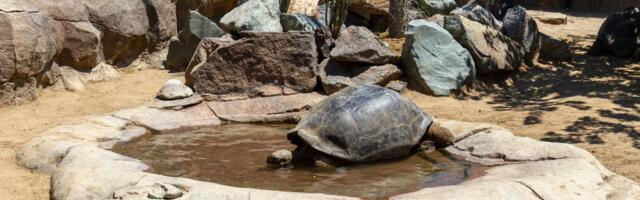 Dočekala je 20 američkih predsednika: Uginula džinovska kornjača stara oko 140 godina