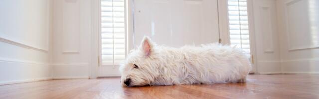 Odlazak iz kuće ne treba da bude drama: Ipak, JEDNO nikad nemojte raditi kad ostavljate psa samog