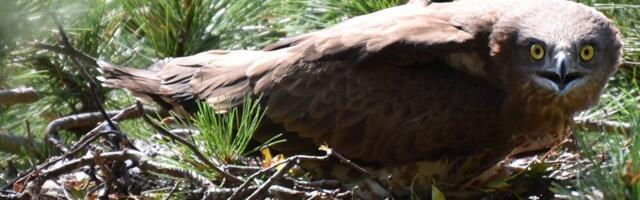 U potrazi za orlovima, popis upalio alarme: Ovih ptica je sve više, dok je jedna vrsta potpuno nestala?!