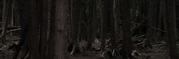 Morbidna gozba-Mačke uhvaćene u akciji na farmi tela