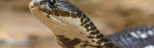 DEČAKA (8) IZ GORNJEG MILANOVCA UJELA ZMIJA: Majka mu brzo nogicu podvela pertlom i isisavala otrov! NAPALA GA ŠARKA?