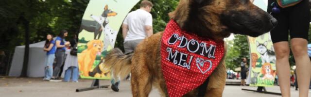 Održan drugi po redu festival pasa svih rasa "Ulični Psi" na Kalemegdanu