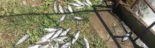 UHAPŠEN MUŠKARAC, SUMNJA SE DA JE IZAZVAO POMOR RIBE U RECI RAŠKI: Preti mu zatvor do 8 godina!