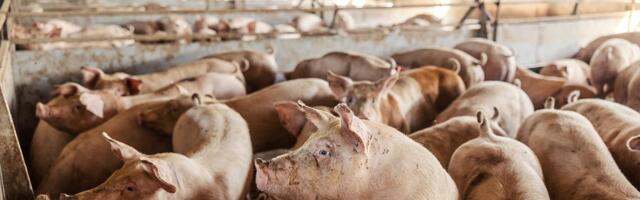 SVINJOKOLJ SE PRETVORIO U KRVAVI OBRAČUN: Pijan izbo prijatelja nožem, HOROR u srpskom komšiluku!