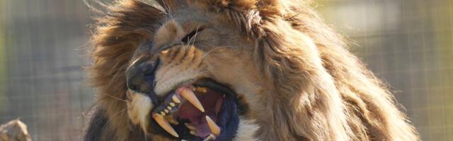 Pijani Meksikanac uskočio među lavove! Snimak je zastrašujuć!