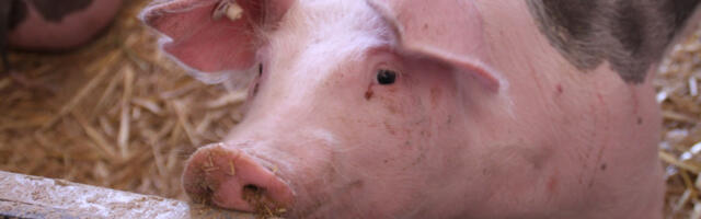 Развијен паметни систем за препознавање свиња