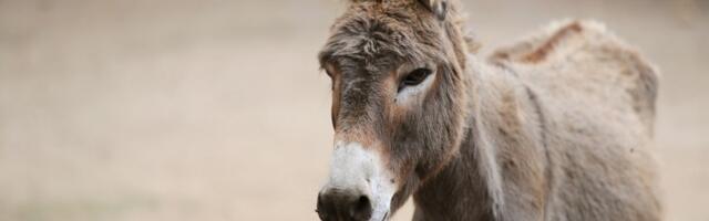 Zvuči filmski, a dogodilo se u Srbiji: Prijatelji sedeli u kafani, kupili srećku u ime MAGARCA, a onda...