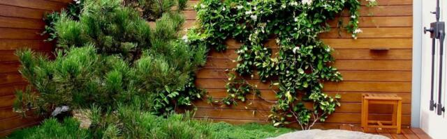 Imate ih u dvorištu, a ne znate koliko su opasne: Biljke koje izgledaju prelepo, a nisu bezazlene