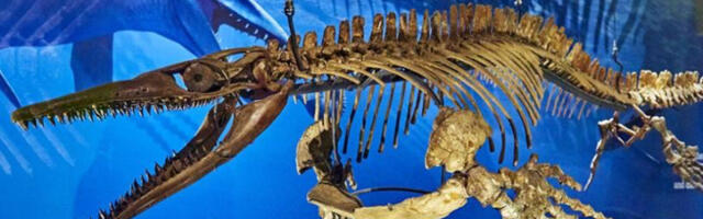 Otkrivena tireks verzija iz okeana: Naučnici identifikovali ogromnog mozasaura iz praistorijskih mora