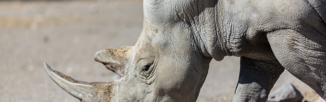 IZUMIRANJE: Više od 26.000 vrsta živog sveta pod rizikom nestanka
