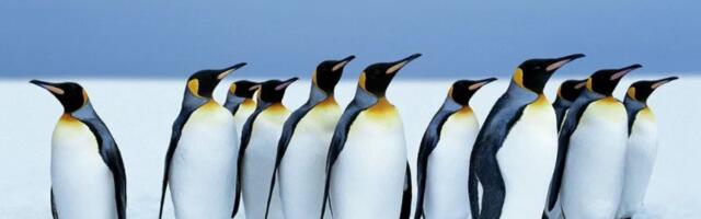 Linux kernel 6.6 je sledeća verzija sa dugoročnom podrškom