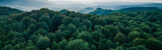 PRONAĐENA TRI TELA U BEOGRADSKOJ ŠUMI: Nakon misterizonog nestanka arhitekte OZLOGLAŠENA LOKACIJA PONOVO U FOKUSU JAVNOSTI