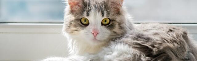 Usvojite OVE 3 navike i produžićete život vaše mace i za nekoliko godina