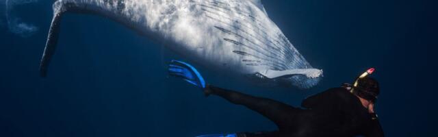 Zaronili u mračne dubine okeana, a zbog onog što je usledilo, zaplakali su: "Sve smo očekivali, ali ne i ovo"