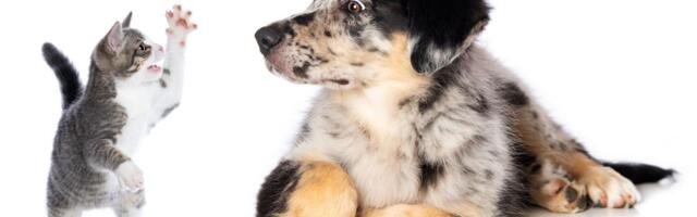 Pas posle šišanja postao stranac u sopstvenoj kući: Mače se zbunilo, snimak gledalo više od 3 miliona ljudi