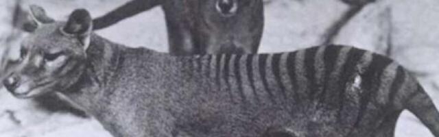 Australijski naučnici žele da vaskrsnu tasmanijskog tigra