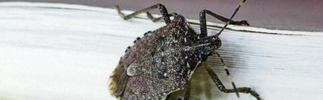 Upozorenje: Zašto nikako ne treba usisavati smrdibube!