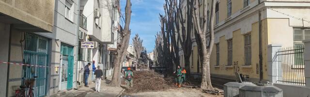 FOTO, VIDEO: U toku orezivanje stabala u Lukijana Mušickog