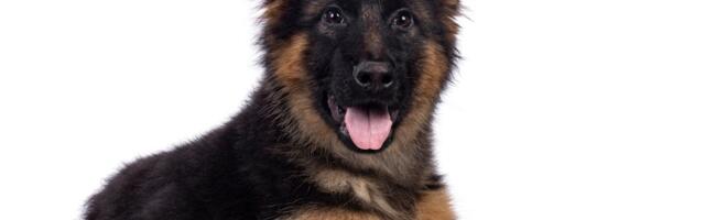 Ni slučajno ne pojačavajte ton: Nemački ovčar veselo lajao dok se igrao, a onda je vlasnik stavio masku