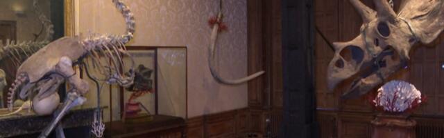 Арт Зоо музеј у Амстердаму: фосили диносауруса као уметничка дела